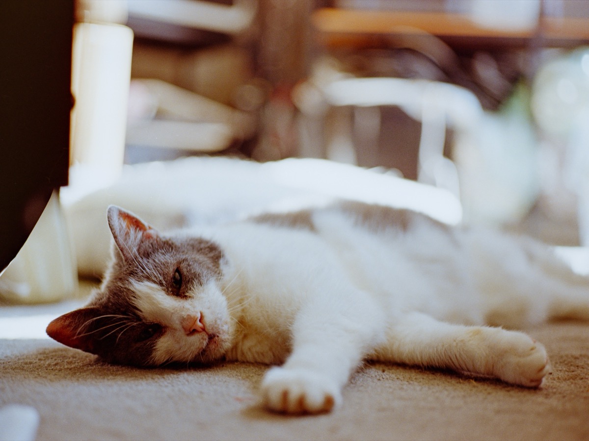 Cat lying on the floor, Tenby