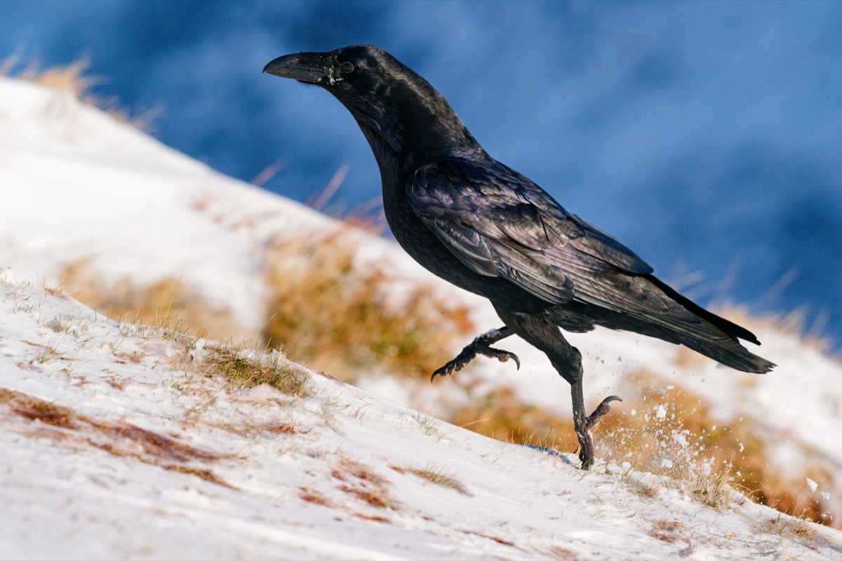 Raven in snow, Brecon Beacons